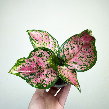 Aglaonema Zircon Red Aglonema P9