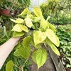 Philodendron Lemon Lime Filodendron P17 wisząca