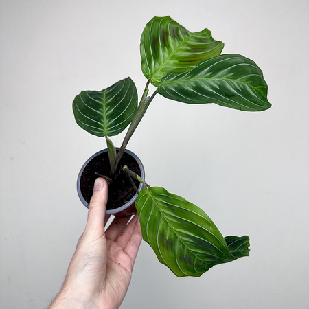 Maranta Noid Cat Moustache P9