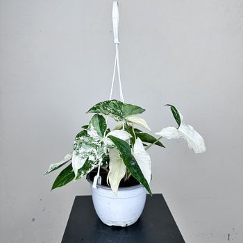 Syngonium Variegata Zroślicha P15 wisząca