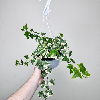 Hedera Variegata Bluszcz P17 wisząca