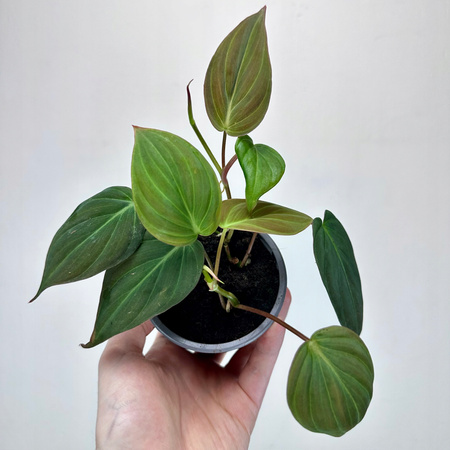 Philodendron Scandens Micans Filodendron