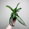 Dracaena fragrans Green White Dracena P11