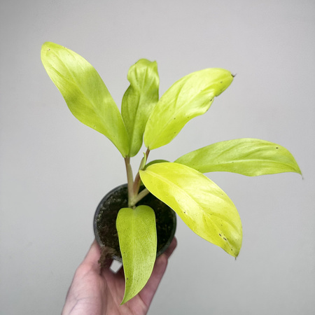Philodendron Malaya Gold Filodendron P9