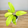 Philodendron Malaya Gold Filodendron P9