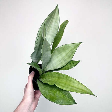 Sansewieria Moonshine Sansevieria trifasciata P12