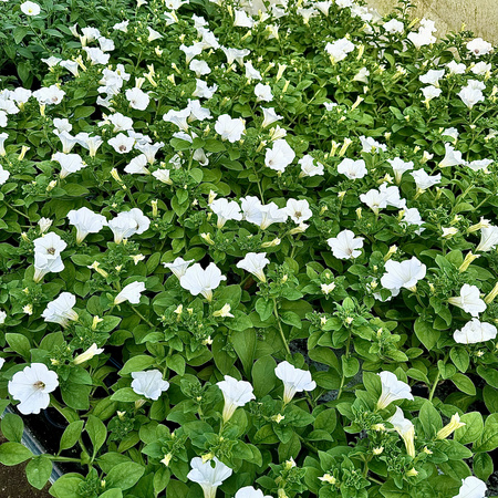 Surfinia White Petunia Biała