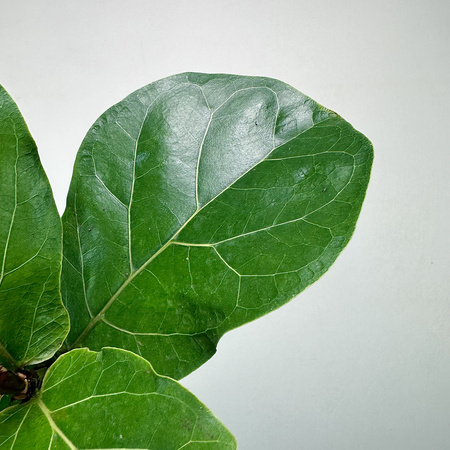 Ficus Lyrata Bambino Fikus Dębolistny Figowiec P12