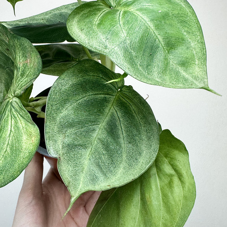 Syngonium Ice Frost Zroślicha P12