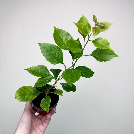 Bugenwilla fioletowa Bougainville