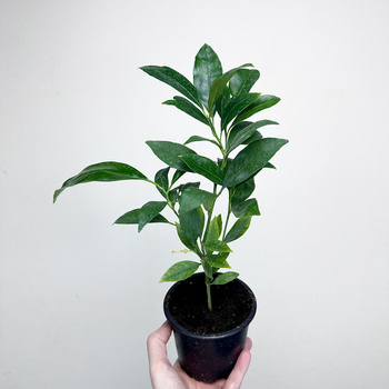 Limequat drzewko cytrusowe P12