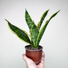 Sansevieria Futura Superba Sansewieria P9