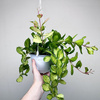 Hoya Australis Lisa Hoja P15 wisząca