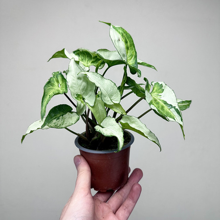 Syngonium Three Kings Zroślicha P9