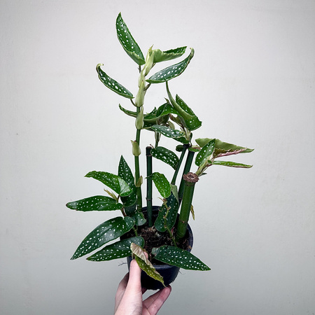 Begonia maculata Tamaya Begonia koralowa P14