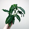 Syngonium Wendlandii Green Velvet Zroślicha P9
