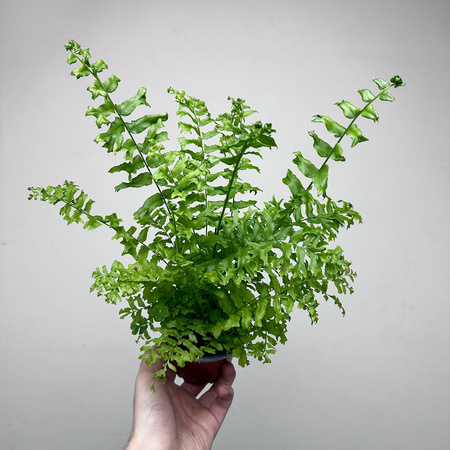 Paproć Nephrolepis biserrata Fishtail P9