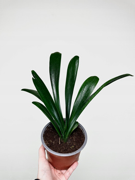 Kliwia pomarańczowa Clivia miniata P14