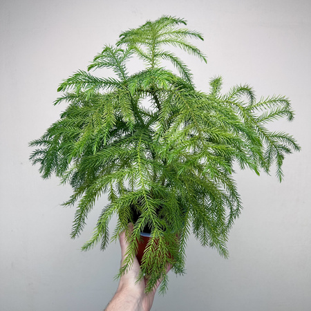 Araukaria Araucaria Podwójna P14