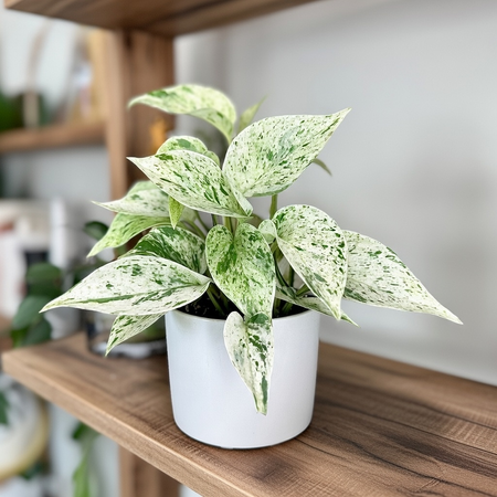 Epipremnum aureum Snow Queen P9