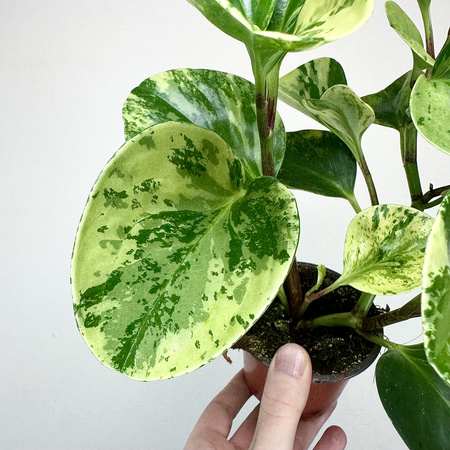 Peperomia obtusifolia Marble Variegata P9