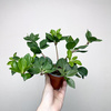 Peperomia Pereskiifolia P9