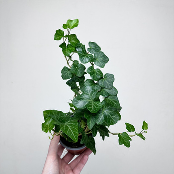 Hedera helix Wonder bluszcz zielony P9