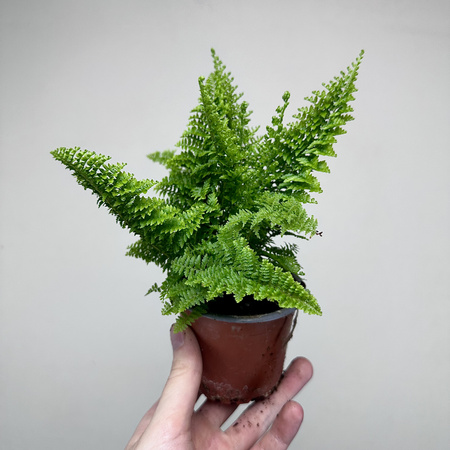 Paproć Nephrolepis Exaltata Marissa P9