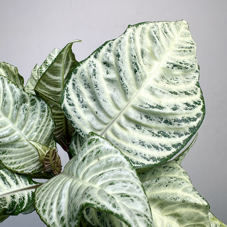Aphelandra squarrosa White Wash Afelandra P12
