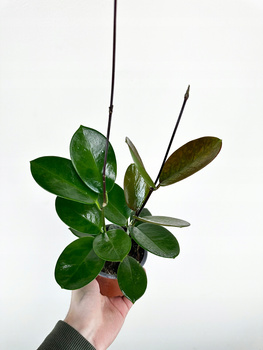 Hoya Australis Hoja P9