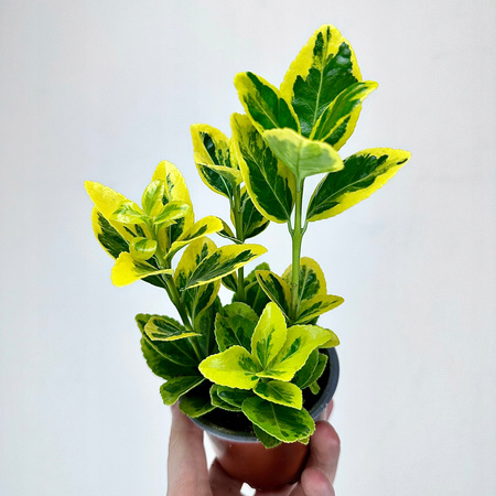 Trzmielina Euonymus zółto-zielona