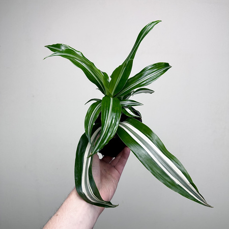 Dracaena fragrans Green White Dracena P11