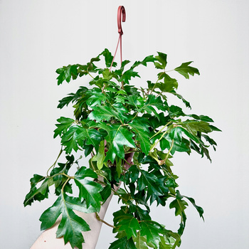 Cissus Rombolistny Ellen Danica Cisus P17 wisząca