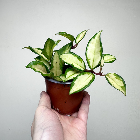 Hoya carnosa Tricolor Hoja P9