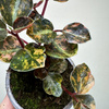 Peperomia Creme Brulee P9