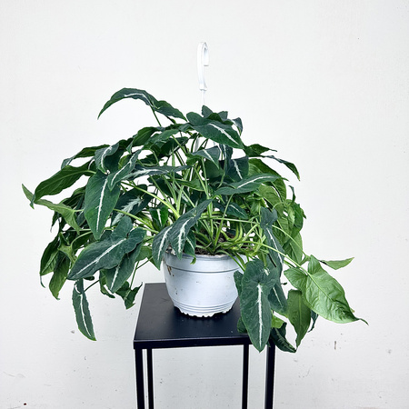 Syngonium Wendlandii Green Velvet Zroślicha P19 wisząca