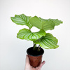 Calathea orbifolia Kalatea okrągłolistna