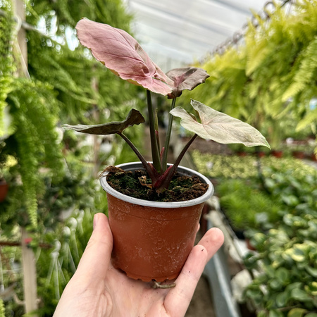 Syngonium Strawberry Ice P9