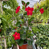 Mandevilla Sundaville Early Scarlet Dipladenia Czerwona na drabince
