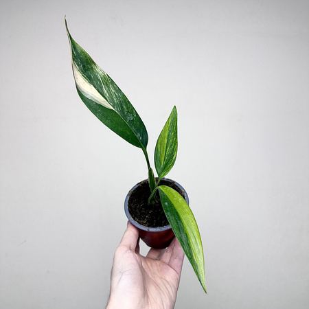 Epipremnum amplissimum Variegata P9