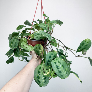 Maranta kerchoveana Variegata P17 wisząca