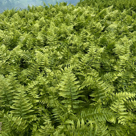 Paproć Macho Nephrolepis P12