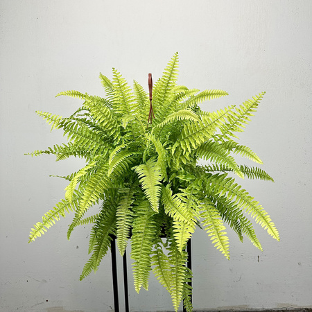 Paproć Nephrolepis Boston Blonde Nefrolepis wyniosły P17 wisząca