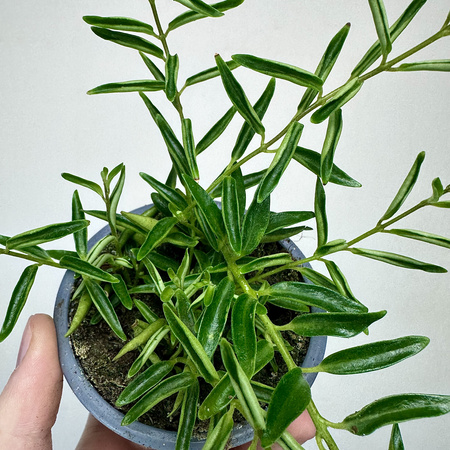 Aeschynanthus Green Star Eszynanthus P9