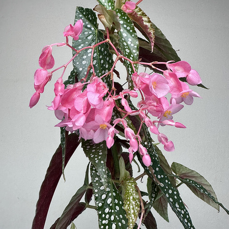 Begonia Double Dot P9