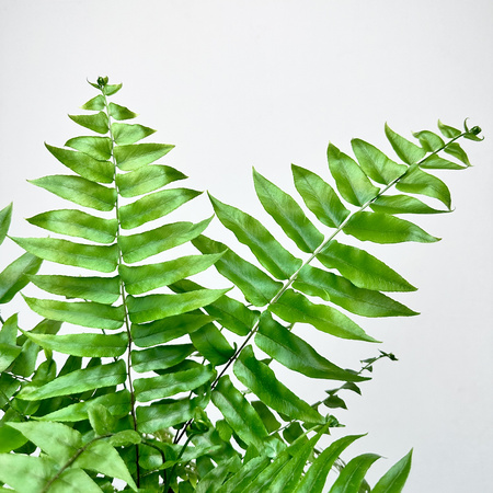 Paproć Macho Nephrolepis P13