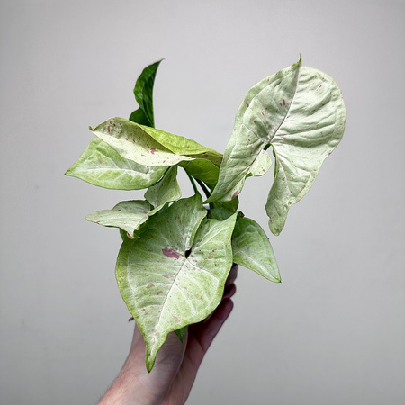 Syngonium Milk Confetti Zroślicha P9