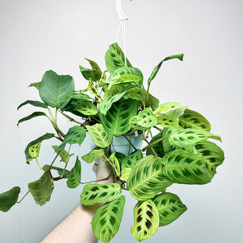 Maranta Light Veins P19 wisząca