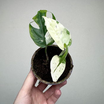 Epipremnum pinnatum Marble Variegata P9