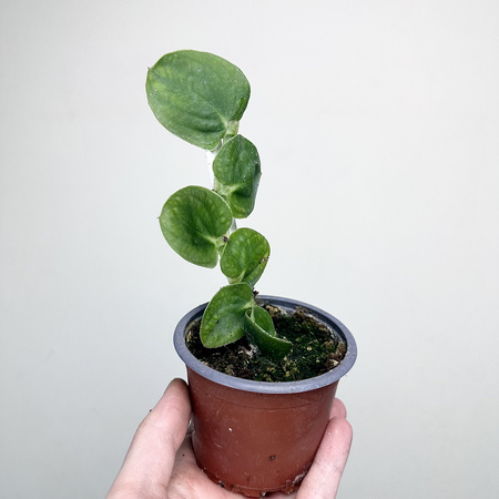 Rhaphidophora celatocaulis P9